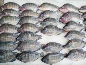 Integrated Fish Farming and Agricultural Enterprise