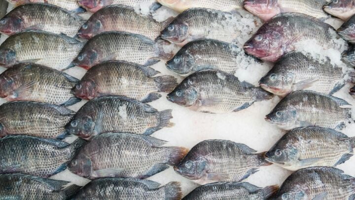 Integrated Fish Farming and Agricultural Enterprise