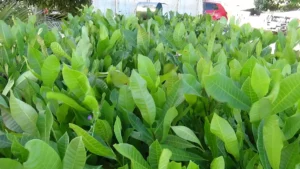 Cashew and Livestock Development Programme gallery image