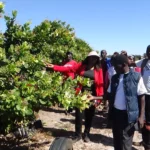 Cashew and Livestock Development Programme