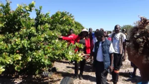Cashew and Livestock Development Programme