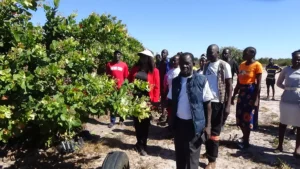Cashew and Livestock Development Programme gallery image